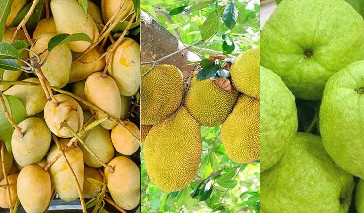 কাঁঠাল ও পেয়ারা আমদানিতে বাংলাদেশের প্রতি আগ্রহ দেখাল চীন