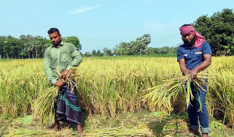 হাওরে বোরো ধান কাটার ৮৪ শতাংশ কাজ শেষ: জাহেদ উর রহমান
