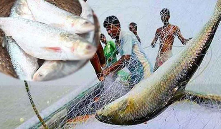 মা ইলিশ সংরক্ষণের লক্ষ্যে ২২ দিন ইলিশ ধরা ও বিক্রি নিষিদ্ধ