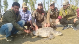 ভোলা: ৮০ কেজি ওজনের কচ্ছপ উদ্ধার