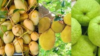 কাঁঠাল ও পেয়ারা আমদানিতে বাংলাদেশের প্রতি আগ্রহ দেখাল চীন