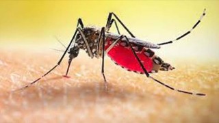 ডেঙ্গু জ্বরে আক্রান্ত হয়ে গত ২৪ ঘণ্টায় তিন জনের মৃত্যু