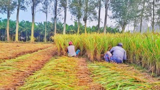 লালমনিরহাটে আমন ধানের বাম্পার ফলন কৃষকের মুখে হাসি