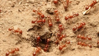 ভয়ঙ্কর ‘অগ্নি পিঁপড়া’ মৃত্যু ডেকে আনে!