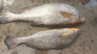 দুই মাছ বিক্রি হলো ১ লাখ ২৫ হাজারে!