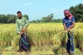 হাওরে বোরো ধান কাটার ৮৪ শতাংশ কাজ শেষ: জাহেদ উর রহমান