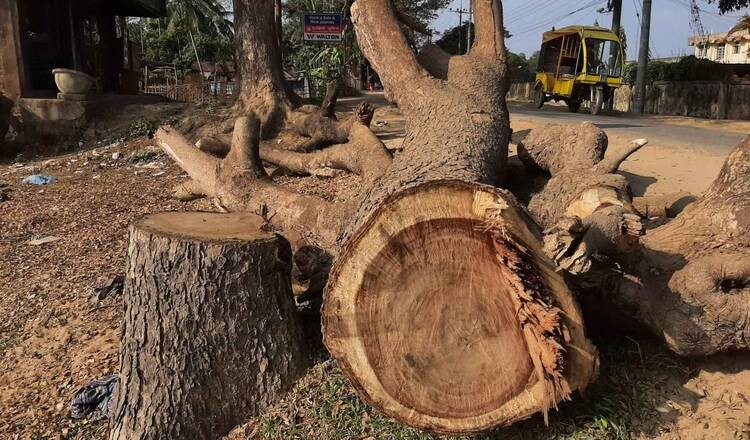 খাগড়াছড়ি: অর্ধশতাধিক গাছ কেটেছে দুর্বৃত্তরা